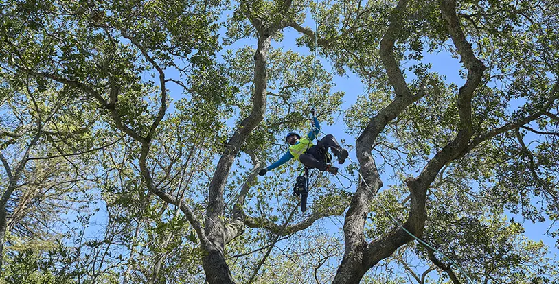 Spiderman in Tree Care Service Video